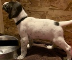 Small Photo #4 German Wirehaired Pointer Puppy For Sale in GRANDVIEW, WA, USA