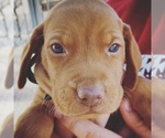 Small Photo #14 Vizsla Puppy For Sale in AGUA DULCE, CA, USA