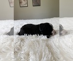 Small #104 Bernedoodle