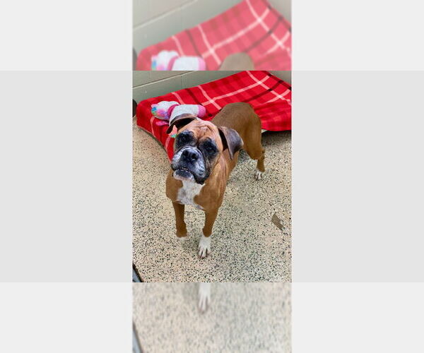 Medium Photo #1 Boxer Puppy For Sale in Austin, TX, USA