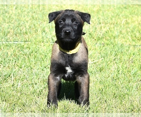 Medium Photo #1 Belgian Malinois Puppy For Sale in LA PINE, OR, USA
