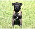 Small Belgian Malinois
