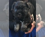 Small Photo #5 Carnauzer Puppy For Sale in SALEM, OR, USA