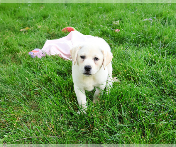 Medium Photo #14 Labrador Retriever Puppy For Sale in SYRACUSE, IN, USA