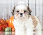 Small Photo #1 Shih Tzu Puppy For Sale in MOUNT VERNON, OH, USA
