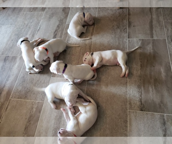 Medium Photo #25 Dogo Argentino Puppy For Sale in RYAN, OK, USA