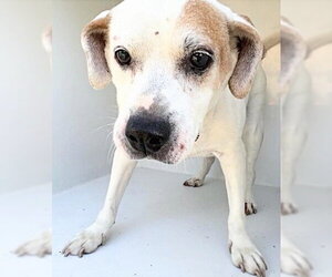 Mutt Dogs for adoption in Houston, TX, USA
