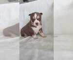 Small Photo #17 Siberian Husky Puppy For Sale in INMAN, SC, USA