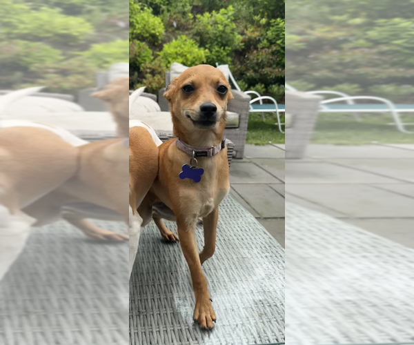 Medium Photo #12 Mutt Puppy For Sale in Oak Bluffs, MA, USA