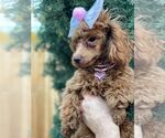 Small Photo #4 Poodle (Toy) Puppy For Sale in PALO ALTO, CA, USA