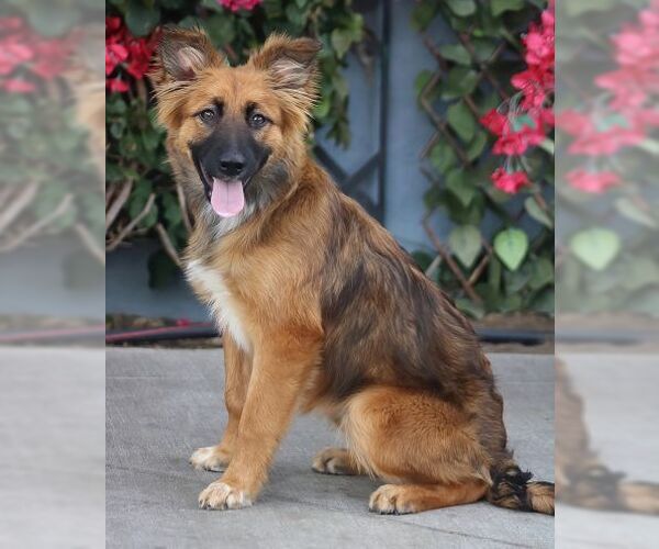 Medium Photo #2 German Shepherd Dog Puppy For Sale in Cupertino, CA, USA