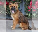Small #1 German Shepherd Dog