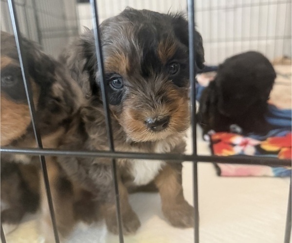 Medium Photo #2 Aussie-Poo-Bernedoodle Mix Puppy For Sale in LEXINGTON, SC, USA