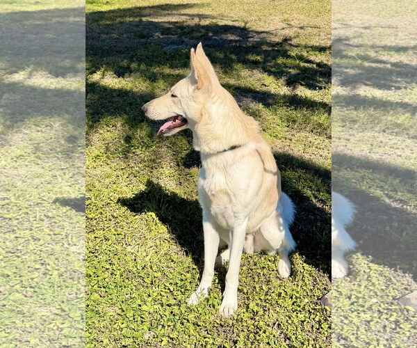 Medium Photo #4 German Shepherd Dog Puppy For Sale in Plantation, FL, USA