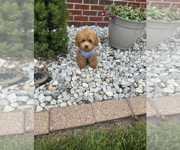 Medium Photo #5 Poodle (Toy) Puppy For Sale in PLAINFIELD, IL, USA