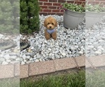Small #4 Poodle (Toy)