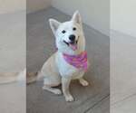 Small #2 Siberian Husky Mix