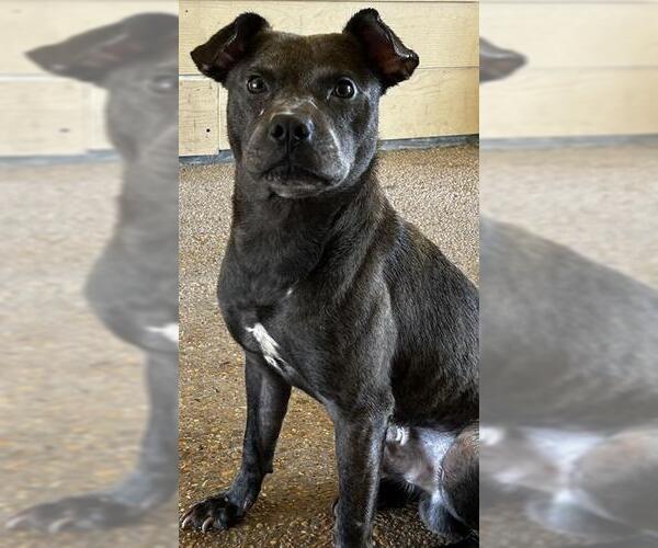 Medium Photo #1 Mutt Puppy For Sale in San Antonio, TX, USA