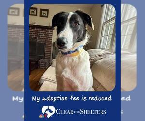 Border Collie-Unknown Mix Dogs for adoption in Dedham, MA, USA