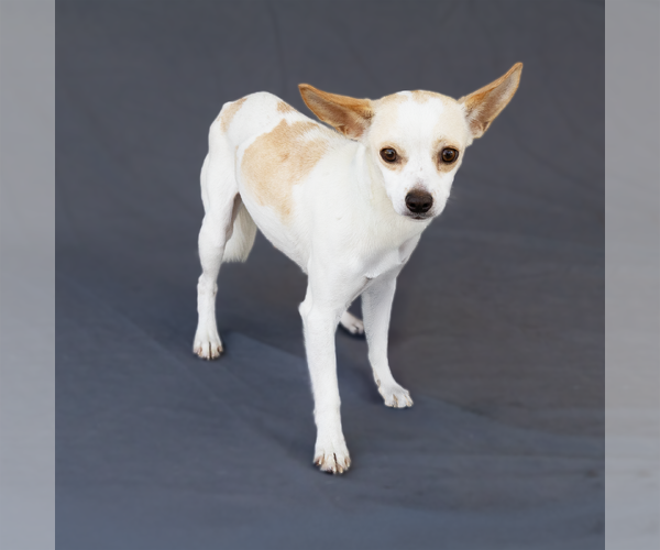 Medium Photo #2 Chihuahua-Unknown Mix Puppy For Sale in Pasadena, CA, USA