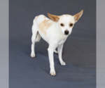 Small #1 Chihuahua Mix