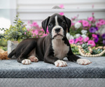 Puppy Sterling Boxer