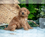 Small Photo #9 Cavapoo Puppy For Sale in KIRKWOOD, PA, USA