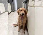 Small #2 English Cream Golden Retriever