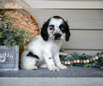 Small Photo #24 Cocker Spaniel Puppy For Sale in SEAMAN, OH, USA