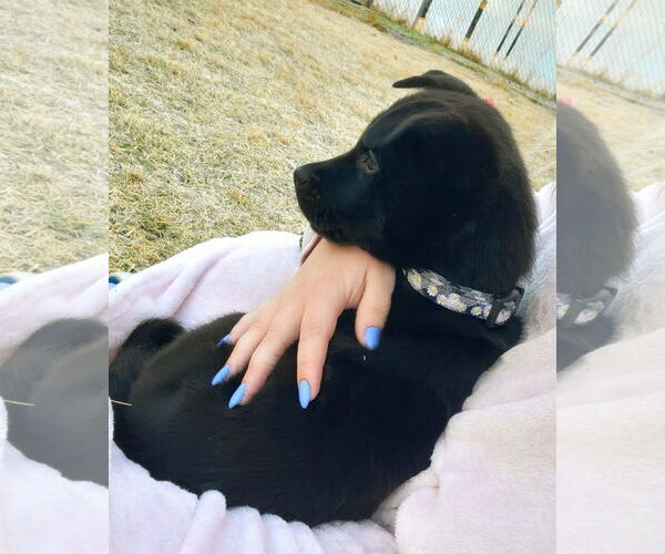 Medium Photo #4 Mutt Puppy For Sale in Sandy, UT, USA