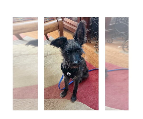 Medium Photo #1 Mutt Puppy For Sale in Mooresville, NC, USA