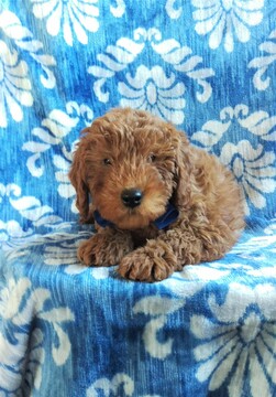 Medium Photo #5 Goldendoodle Puppy For Sale in EDEN, PA, USA