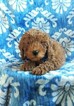 Small Photo #5 Goldendoodle Puppy For Sale in EDEN, PA, USA