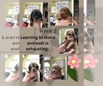 Small Photo #6 Dachshund Puppy For Sale in ATASCADERO, CA, USA