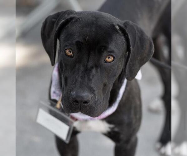 Medium Photo #8 Mastador Puppy For Sale in San Diego, CA, USA