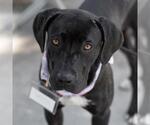 Small #7 Mastador