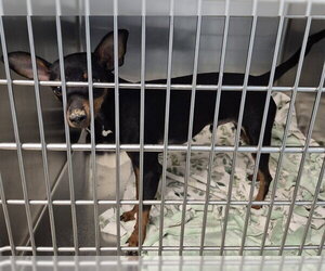 Chihuahua Dogs for adoption in Decatur, IL, USA