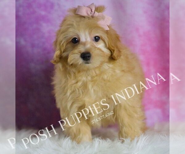 Medium Photo #47 Maltipoo (Miniature) Puppy For Sale in WARSAW, IN, USA