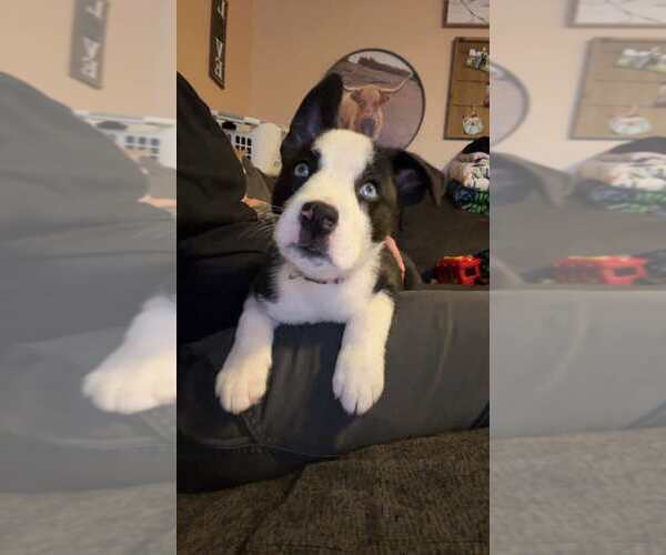 Medium Photo #1 Mutt Puppy For Sale in Evansville, IN, USA