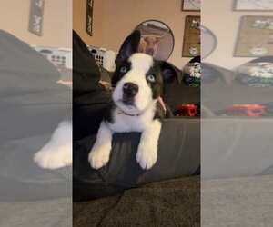 Mutt Dogs for adoption in Evansville, IN, USA