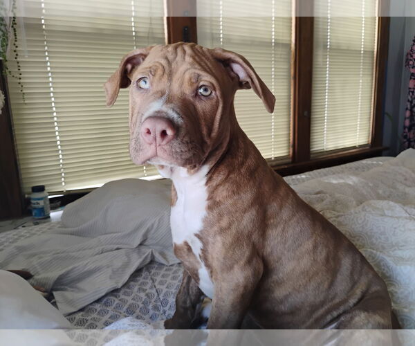Medium Photo #3 Bulldog-Unknown Mix Puppy For Sale in Crete, IL, USA