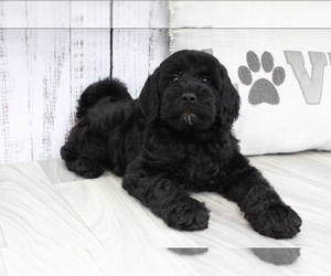 Aussie-Poo Puppy for sale in MARIETTA, GA, USA