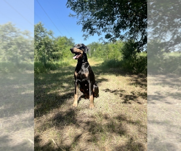 Medium Photo #4 Doberman Pinscher Puppy For Sale in BRINKLEY, AR, USA