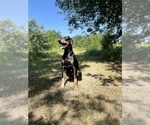 Small #3 Doberman Pinscher