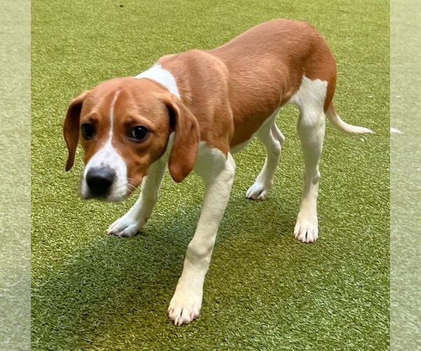 Medium Photo #8 Beagle Puppy For Sale in Dunnellon, FL, USA