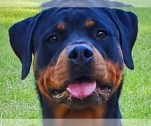 Mother of the Rottweiler puppies born on 12/02/2023