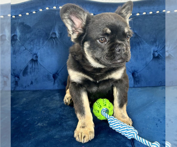 Medium Photo #4 French Bulldog Puppy For Sale in MEMPHIS, TN, USA