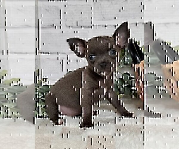 Medium Photo #16 Chihuahua Puppy For Sale in TAMPA, FL, USA