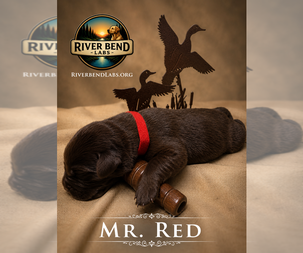 Medium Photo #2 Labrador Retriever Puppy For Sale in WHITNEY, TX, USA