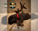 Small Photo #19 Labrador Retriever Puppy For Sale in WHITNEY, TX, USA